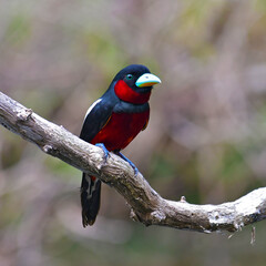 Black-and-red Broadbill Bird