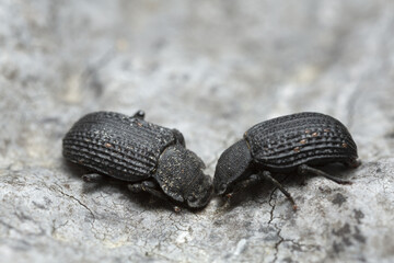 Bolitophagus reticulatus beetles