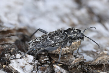 Female grey tiger longicorn, Xylotrechus rusticus laying eggs in aspen wood
