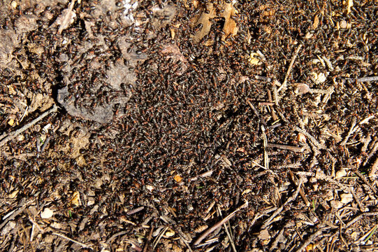 Many ants on an anthill in natural environment. Forest red ant big colony, spring sunny day, close up. 