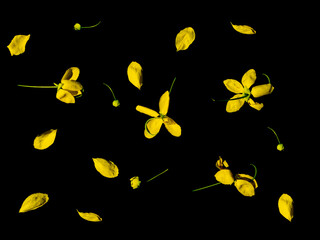 Golden shower or Cassia fistula flower on isolated black backgroung.