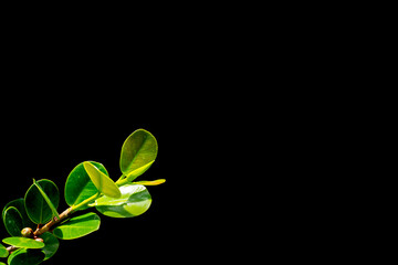 Obraz premium Ficus annulata Blume or Ficus microcarpa L.f. on isolated black background