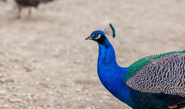 A beautiful peacock with bright feathers walks next to tourists and asks for foo