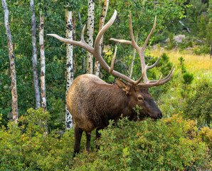 Naklejka na ściany i meble Big Bull Elk - A strong mature bull elk, with its massive antlers, grazing on lush shrubs in a dense aspen grove on a summer evening. Rocky Mountain National Park, Colorado, USA.