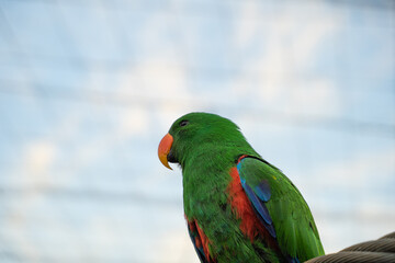 Close-up view of bright green eclectus parrot perched on a rope.
