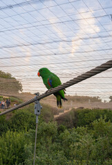 Obraz premium Vertical view of bright green eclectus parrot looking in profile perched on a rope.