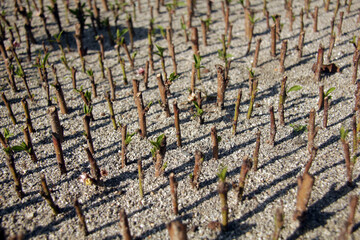 Fruits tree growing and grafting method.