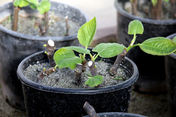 Fruits tree growing and grafting method.