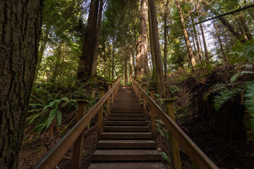Fototapeta premium Hiking trail staircase through lush forest in the Pacific Northwest, Washington State