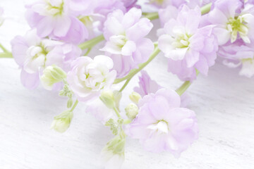 ロマンチックな紫のストックの花