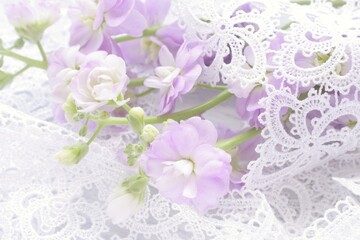 ロマンチックな紫のストックの花
