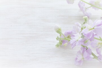 Naklejka na ściany i meble ロマンチックな紫のストックの花