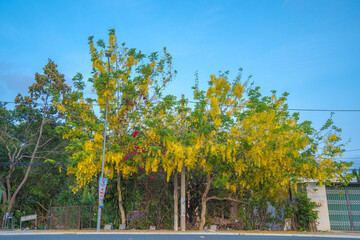 Beautiful of cassia tree, golden shower tree. Yellow Cassia fistula flowers on a tree in spring....