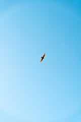 Vertical view from below of a bird flying down with wings spread wide with blue sky.