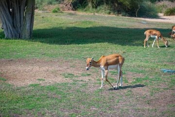 young antelopes run around the zoo in dubai