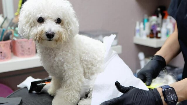 The professional groomer is coloring a cute bichon frise tail in yellow color while a dog is looking at camera, 4K