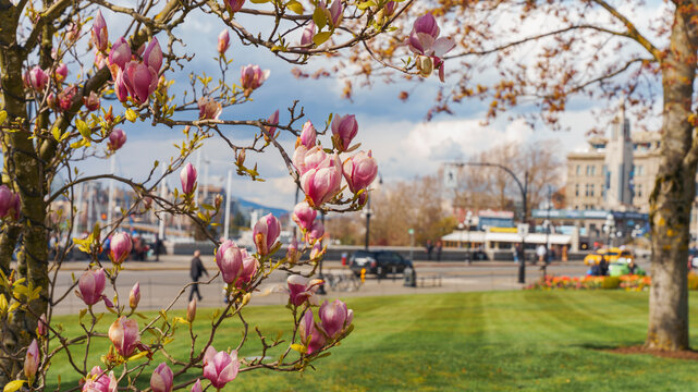 Magnolias Heralding The Arrival Of Spring At Victoria, BC.