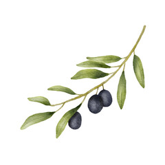 Olive branch watercolor drawing. Hand drawn illustration with olive leaves isolated on white background. Food of mediterranean cuisine