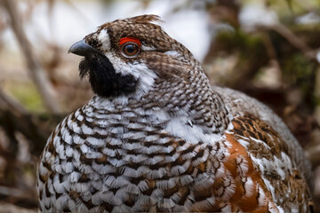 エゾライチョウ　蝦夷雷鳥　北海道　苫小牧研究林