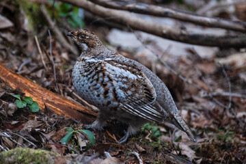 エゾライチョウ　蝦夷雷鳥　北海道　苫小牧研究林