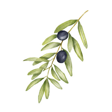 Olive branch watercolor drawing. Hand drawn illustration with olive leaves isolated on white. Food of mediterranean cuisine