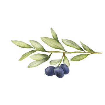 Olive branch watercolor drawing. Hand drawn illustration with olive leaves isolated on white background. Food of mediterranean cuisine