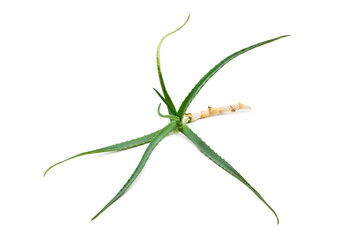 Aloe on a white background