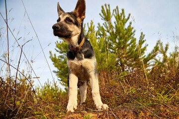 Dog German Shepherd on nature landscape in an autumn or summer day