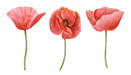 Poppy flowers hand drawn watercolor botanical set. Flower clipart collection. Red flower illustration