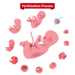 Human Fertilisation Process Illustration