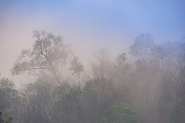 Fototapeta na wymiar Misty jungle in Asia has sunrises evaporating morning dew Chiang Mai