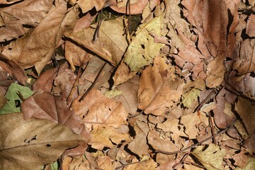 frame full of dry leaves.