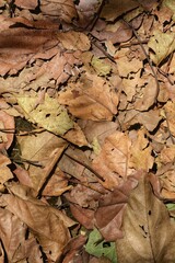 frame full of dry leaves.