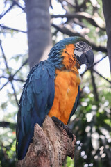 Loro azul y amarillo sobre tronco