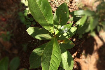 almond plants leaf top view. with white backgrounds