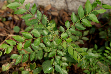 curry leaf small plant. with blur background