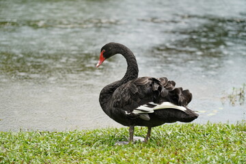black swan on the ground  | Cygnus atratus | 黑天鵝