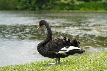 black swan on the river  | Cygnus atratus | 黑天鵝
