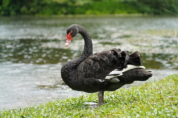 Naklejka premium black swan on the river | Cygnus atratus | 黑天鵝