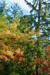 Autumn color at Mount Wilson in the Blue Mountains of Australia
