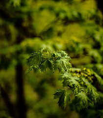 close up of a pine tree
