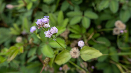 The white spiders hung on the bouquet, so harmoniously