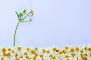 Spanish needles or Bidens alba flowers with its tree and leaves on white papar background.