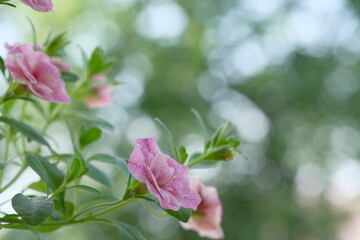 Small pink flowers and green leaves on a bush
