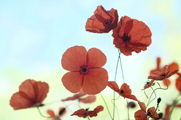 Red poppies in the field, under the blue sky