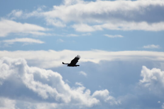 Silhouette of an eastern turkey vulture (Cathartes aura) in flight with wings deployed, searching for a prey, blurry clouds lit by the sunlight in the background