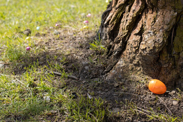 A bright-colored plastic toy egg hidden behind the tree in a park. Easter egg hunt concept.
