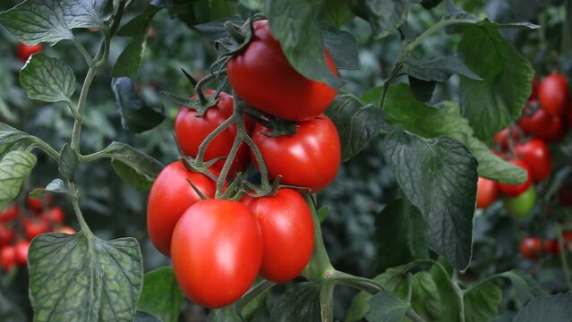 Closeup of cluster of ripe red plum tomatoes in green foliage on bush. Growing of vegetables in greenhouse. High quality FullHD footage