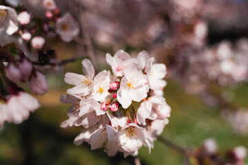 一房の桜のアップ、近影