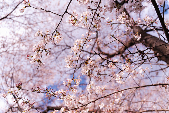 満開の桜を下から見上げ手前の桜にピントを合わせた写真